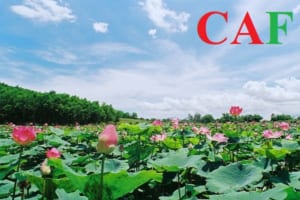 Phí đăng ký kinh doanh ở Cần Đước