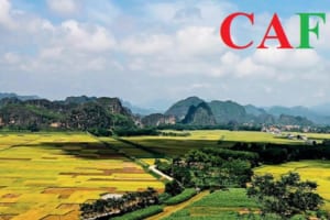 Kiểm toán báo cáo tài chính tại Thanh Hoá