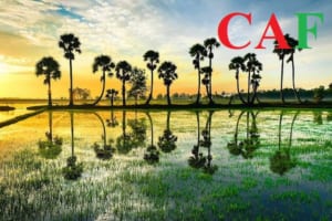 Công ty kế toán kiểm toán CAF