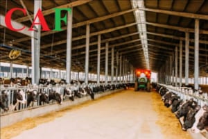 Cách hạch toán trong công ty chăn nuôi