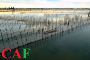 Mã ngành nghề công ty khai thác và nuôi trồng thủy sản