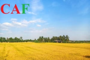 Lịch sử hình thành và phát triển tỉnh Long An