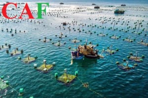 Làm kế toán trong công ty sản xuất thủy hải sản