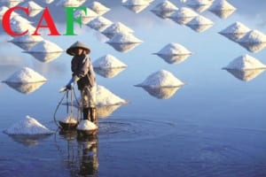 Thuê kiểm toán độc lập ở tỉnh Ninh Thuận