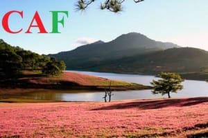 Đơn vị cung cấp dịch vụ kiểm toán để tham gia đấu thầu ở Lâm Đồng