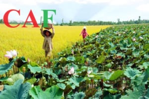 Cung cấp dv kiểm toán tại Sa Đéc tỉnh Đồng Tháp