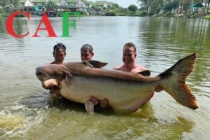 Những điểm lưu ý với kế toán thuế trong công ty buôn bán cá tra