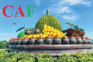 Dv kiểm toán bctc huyện Chợ Lách Bến Tre