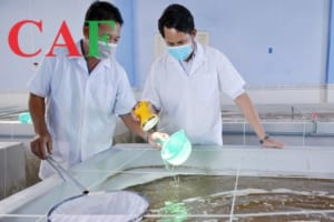 Những lưu ý về thuế của kế toán trong công ty nuôi trồng thủy sản