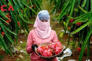 Thuế suất nông sản chưa qua chế biến từ KKKNT sang thuế suất 5%